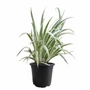 Kép 1/2 - Acorus calamus 'Variegatus' / Tarka levelű orvosi kálmos