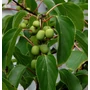 Kép 2/2 - Actinidia arguta 'Issai' / Öntermékeny kopasz kivi