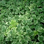 Kép 2/2 - Aegopodium podagraria 'Variegata' / Tarka levelű podagrafű