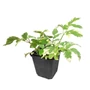Kép 1/2 - Aegopodium podagraria 'Variegata' / Tarka levelű podagrafű