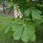 Kép 3/3 - Aesculus hippocastanum / Közönséges vadgesztenye