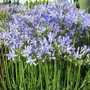 Kép 2/2 - Agapanthus 'Peter Pan' / Szerelemvirág