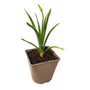 Kép 1/2 - Agapanthus 'Peter Pan' / Szerelemvirág