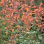 Kép 2/2 - Agastache aurantiaca / Narancssárga izsópfű