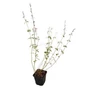 Kép 1/2 - Agastache aurantiaca / Narancssárga izsópfű