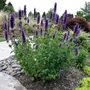 Kép 2/2 - Agastache 'Blue Boa' / Izsópfű
