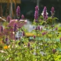 Kép 2/2 - Agastache pallida 'Globetrotter' / Izsópfű
