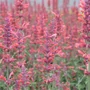 Kép 2/2 - Agastache 'Kudos Coral' / Izsópfű