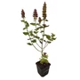 Kép 1/2 - Agastache pallida 'Globetrotter' / Izsópfű