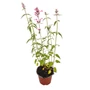 Kép 1/2 - Agastache 'Red Fortune' / Izsópfű
