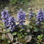 Kép 2/2 - Ajuga reptans / Indás ínfű