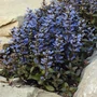 Kép 3/3 - Ajuga reptans 'Chocolate Chip' / Indás ínfű
