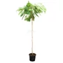 Kép 1/3 - Albizia julibrissin / Selyemakác fa