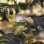 Kép 2/3 - Albizia julibrissin 'Summer Chocolate' / Bordó levelű selyemakác fa