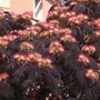 Kép 3/3 - Albizia julibrissin 'Summer Chocolate' / Bordó levelű selyemakác fa