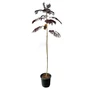 Kép 1/3 - Albizia julibrissin 'Summer Chocolate' / Bordó levelű selyemakác fa