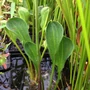 Kép 3/3 - Alisma parviflora / Kereklevelű hídőr