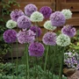 Kép 2/2 - Allium 'Quartett Mix Mega Pack' / Díszhagyma mix virághagyma