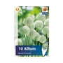 Kép 2/2 - Allium 'Mount Everest' / Díszhagyma