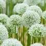 Kép 2/2 - Allium 'Mount Everest' / Fehér virágú díszhagyma