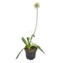 Kép 1/2 - Allium 'Mount Everest' / Fehér virágú díszhagyma