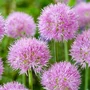 Kép 1/2 - Allium 'Rosy Dreams' / Díszhagyma