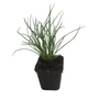 Kép 1/2 - Allium schoenoprasum / Snidling, metélőhagyma
