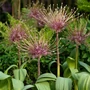 Kép 2/2 - Allium schubertii / Díszhagyma