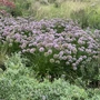 Kép 2/2 - Allium 'Summer Beauty' / 'Summer Beauty' díszhagyma