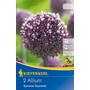Kép 1/3 - Allium 'Summer Drummer' / 'Summer Drummer' díszhagyma virághagyma