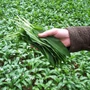 Kép 2/2 - Allium ursinum / Medvehagyma palánta