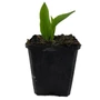 Kép 1/2 - Allium ursinum / Medvehagyma palánta