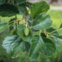 Kép 2/3 - Alnus glutinosa / Mézgás éger