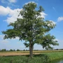 Kép 3/3 - Alnus glutinosa / Mézgás éger