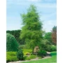 Kép 3/3 - Alnus glutinosa 'Imperialis' / Szeldelt levelű enyves égerfa