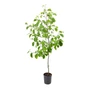 Kép 1/3 - Alnus glutinosa / Mézgás éger