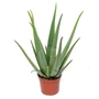 Kép 1/2 - Aloe vera / Orvosi aloé