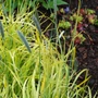 Kép 2/2 - Alopecurus pratensis 'Aureovariegatus' / Réti ecsetpázsit