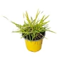 Kép 1/2 - Alopecurus pratensis 'Aureovariegatus' / Réti ecsetpázsit