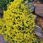 Kép 2/2 - Alyssum montanum 'Mountain Gold' / Sziklai ternye