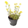 Kép 1/2 - Alyssum montanum 'Mountain Gold' / Sziklai ternye