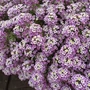 Kép 2/2 - Lobularia maritima / Lila virágú illatos ternye, mézvirág