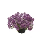 Kép 1/2 - Lobularia maritima / Lila virágú illatos ternye, mézvirág
