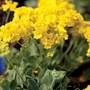 Kép 2/3 - Alyssum saxatile / Szirti sziklaiternye