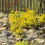 Kép 3/3 - Alyssum saxatile / Szirti sziklaiternye