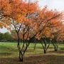 Kép 4/4 - Amelanchier lamarckii / Rézvörös fanyarka, mézalmácska
