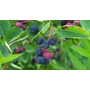 Kép 2/3 - Amelanchier lamarckii / Rézvörös fanyarka, mézalmácska