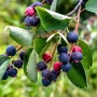 Kép 2/4 - Amelanchier lamarckii / Rézvörös fanyarka, mézalmácska
