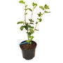 Kép 3/3 - Amelanchier lamarckii / Rézvörös fanyarka, mézalmácska