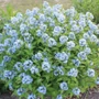 Kép 1/2 - Amsonia illustris / Csillagmeténg